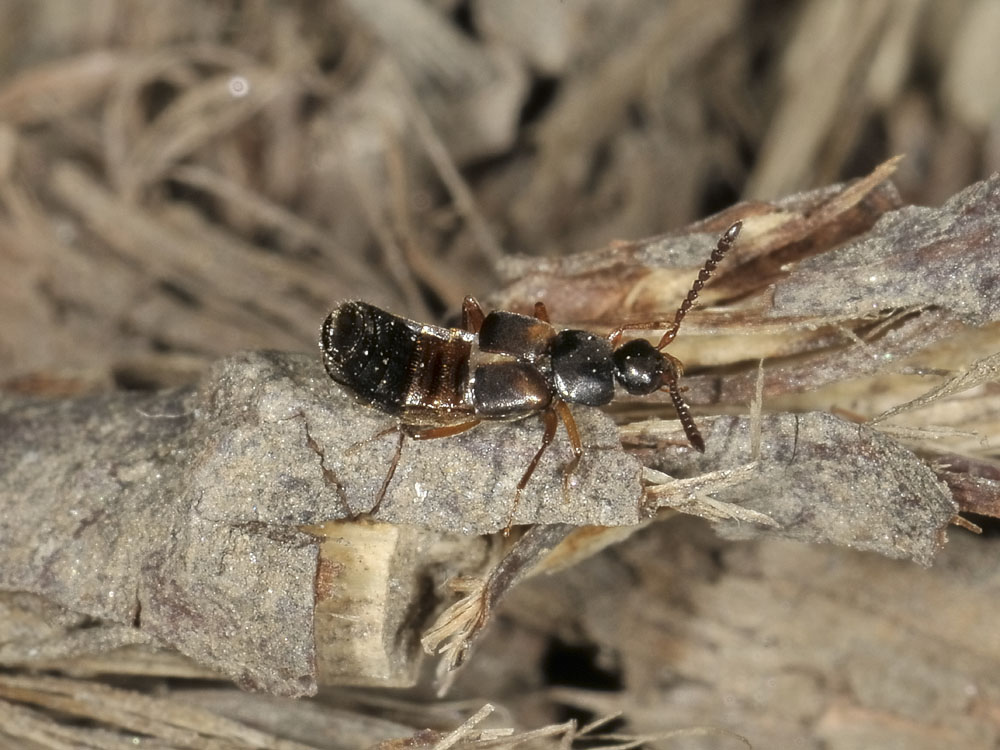 Staphylinidae: Zyras limbatus?  S,...ma ora Pella limbata